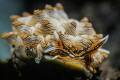   Cyerce Nigra nudibranch closeup  